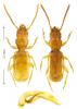 Aepus marinus